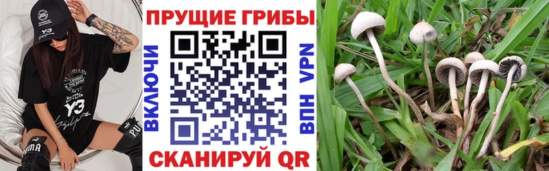 Псилоцибиновые грибы Cubensis  Бор 